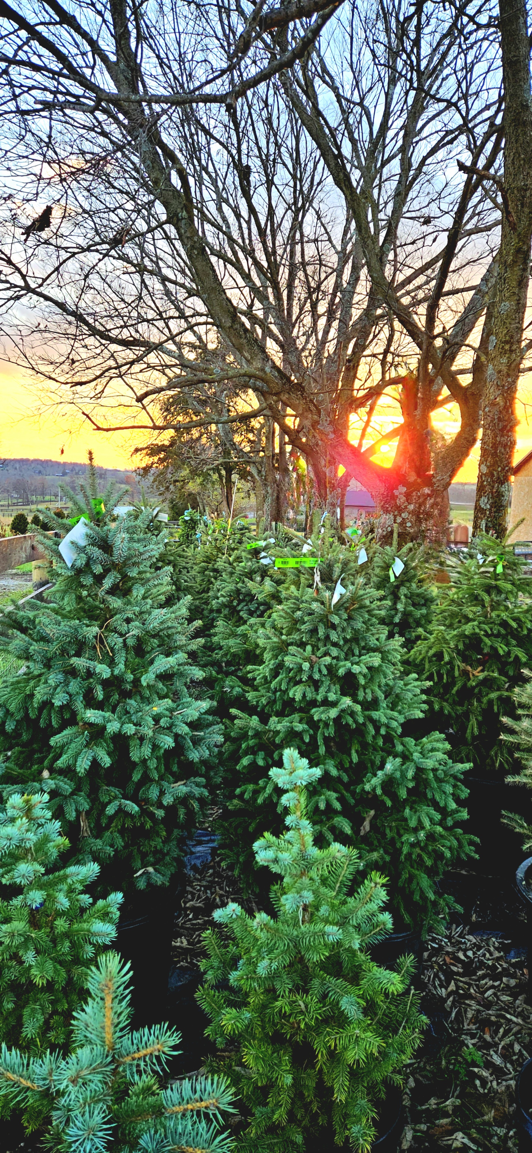 Nelson Lee Tree Farm